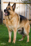 German Shepherd Dog