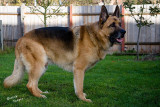 German Shepherd Dog