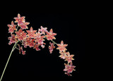 Orchid 2