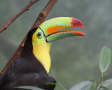 Keel-Billed Toucan (9821)