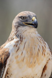 Ferruginous Hawk (4146).jpg