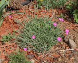 Pink Dianthus Tiny Rubies #717 (8581)