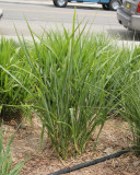 Porcupine Grass #561 (8877)