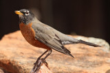 American Robin #7063