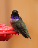 Black-Chinned Hummingbird 0538.jpg
