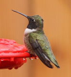 Black-chinned Hummingbird #0490