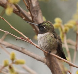 Black-chinned Hummingbird #1196