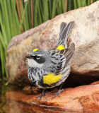 Yellow-rumped Warbler (Myrtle) #3677