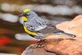Yellow-rumped Warbler (Audubon Male) (2790)