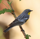 Yellow-rumped Warbler (Audubons) #5061