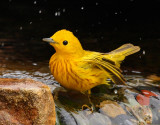 Yellow Warbler #5795