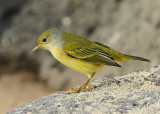 Yellow Warbler (Female, Galapagos) #5933