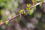 Creeping Cotoneaster #410 Foliage (3350)