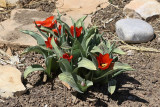 Tulips (3985)