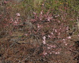Dwarf Pink Flowering Almond #414 (4949)