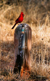 Mr. Cardinal.jpg