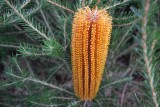 Banksia