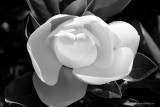 29 Summer Magnolia