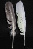 23 Feathers