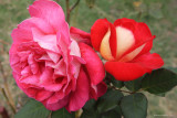 26 Double coloured rose