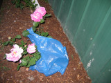 29 october A blue plastic bag and roses