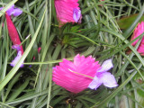 Bromeliad