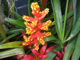 A bromeliad flower