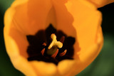 yellow 1.jpg