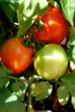 My Tomatoes.jpg