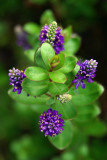 Sigma 24-135mm F2.8-4.5