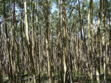 Aspen Vista Trail