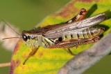 Grasshopper