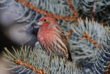 House Finch