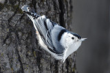 White-breasted-Nuthatch