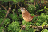 Carolina Wren