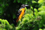 Baltimore Oriole