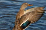 Mallard