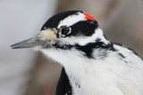 Hairy Woodpecker