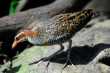 Buff-banded Rail