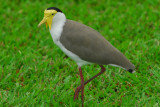 Masked Lapwing