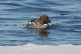 Common Goldeneye