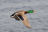 Mallard