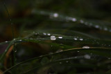 Droplets on grass