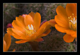 Cactus Flowers