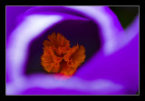 Crocus Closeup