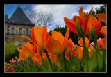 Tulip