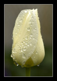 Tulip in Rain