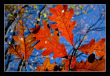 Clear Autumn Sky
