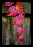 Leaves on a Fence