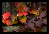 All Kind of Colors